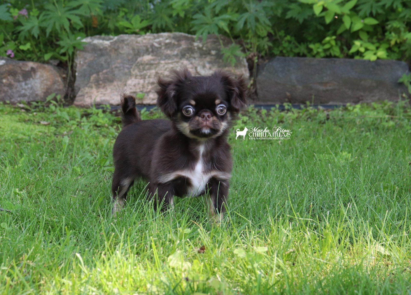 Chihuahua