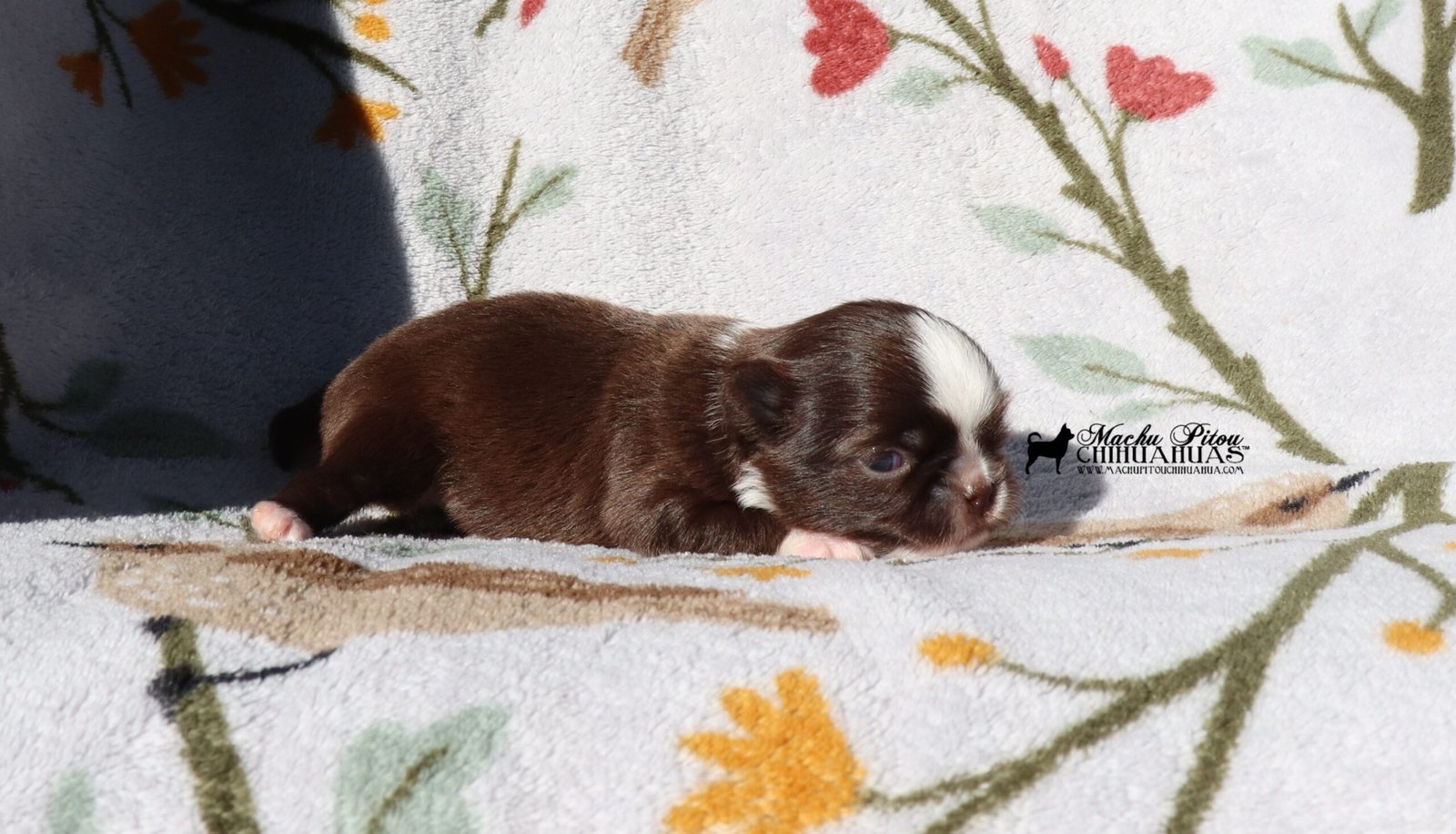 Chihuahua