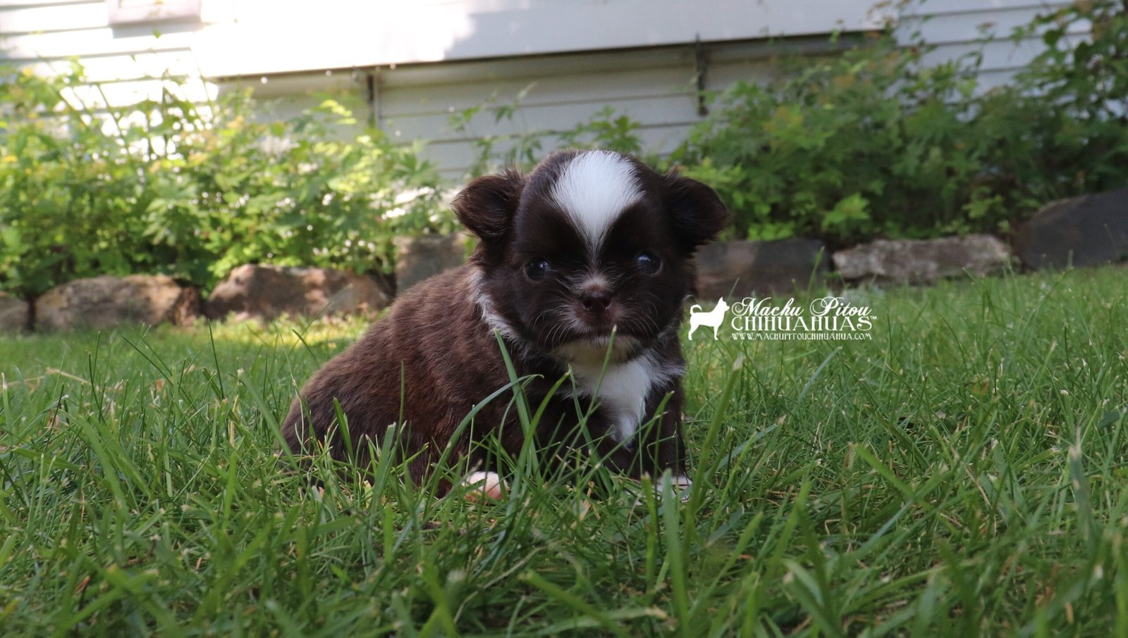 Chihuahua