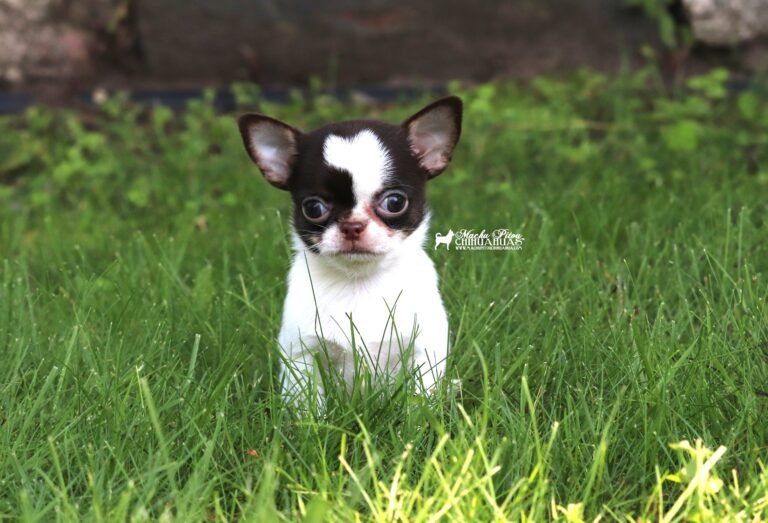 Chihuahua