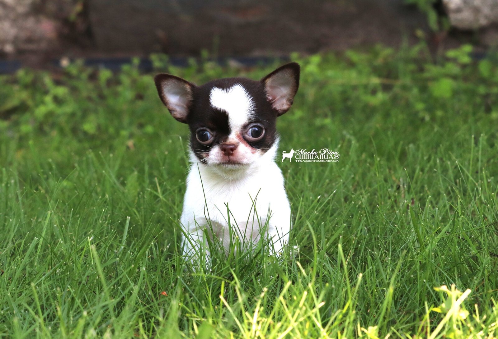 Chihuahua