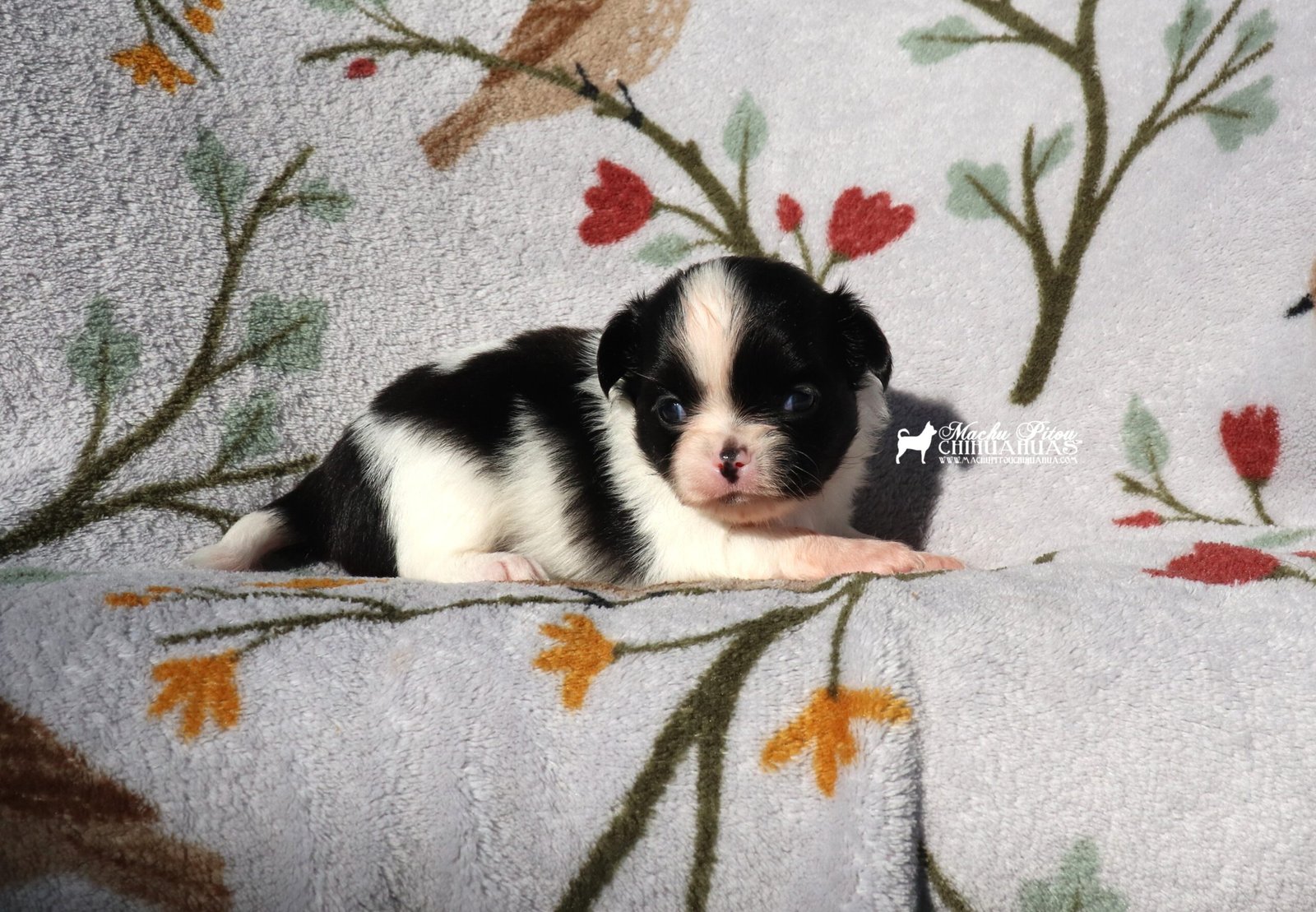 Chihuahua