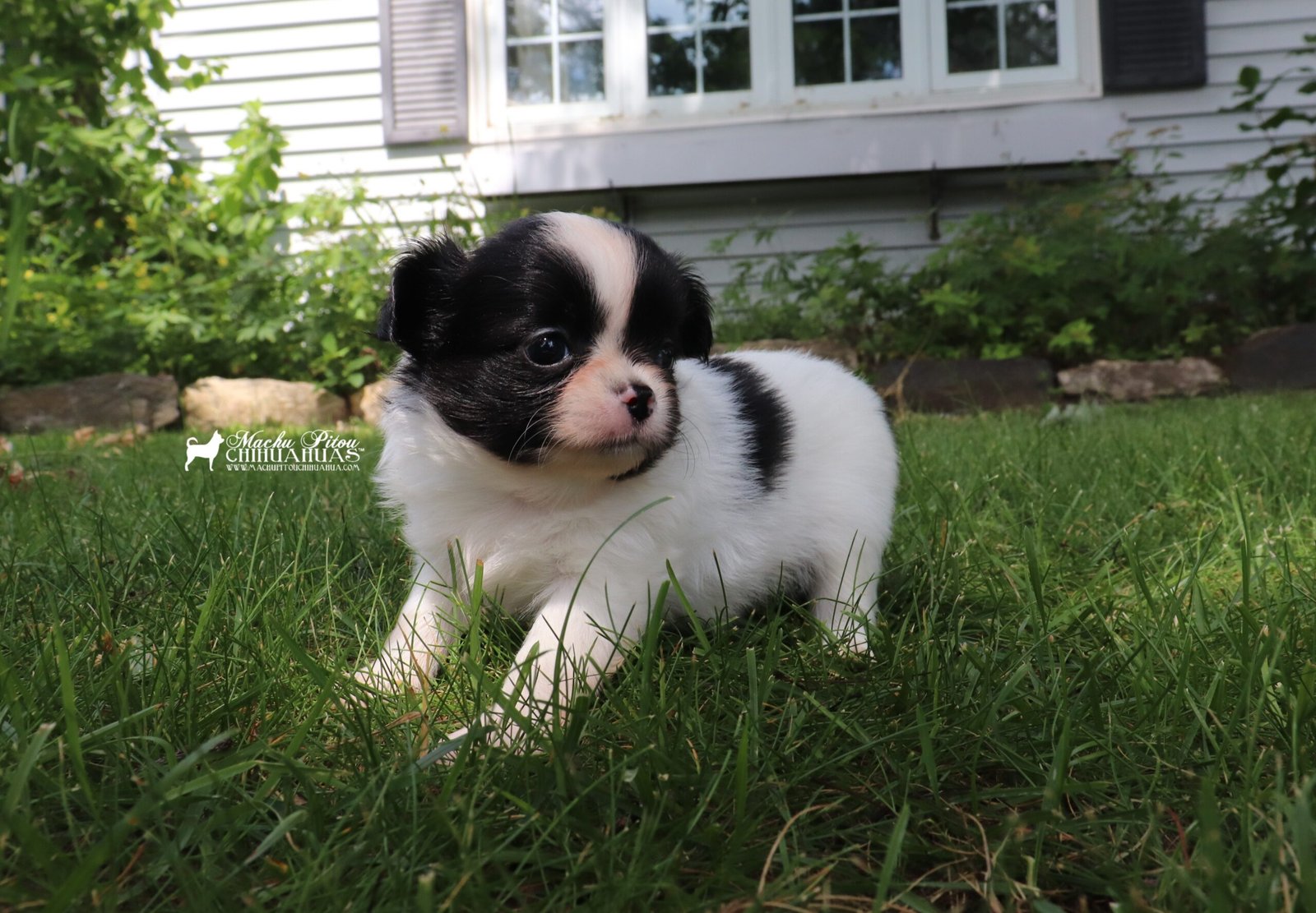 Chihuahua