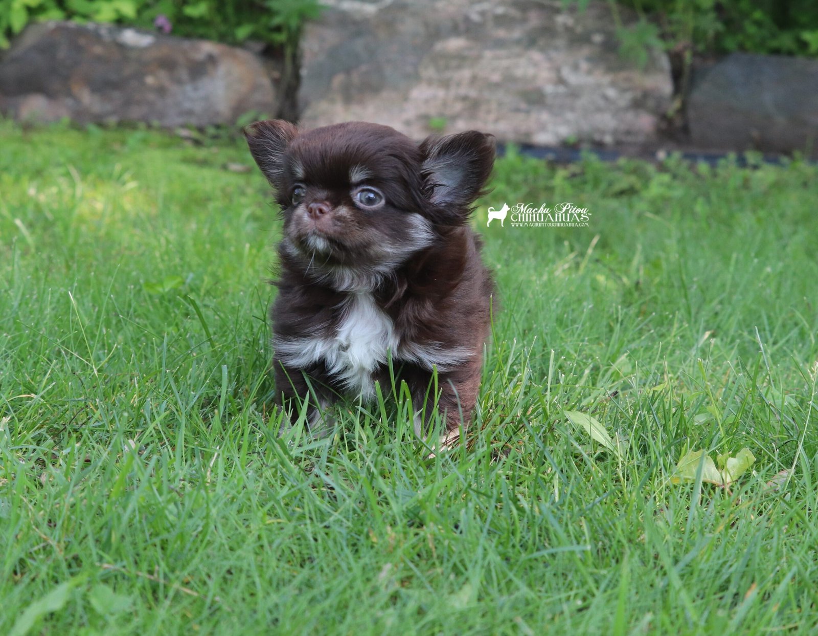 Chihuahua