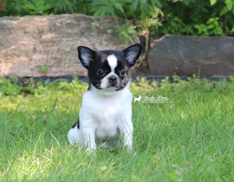 Chihuahua
