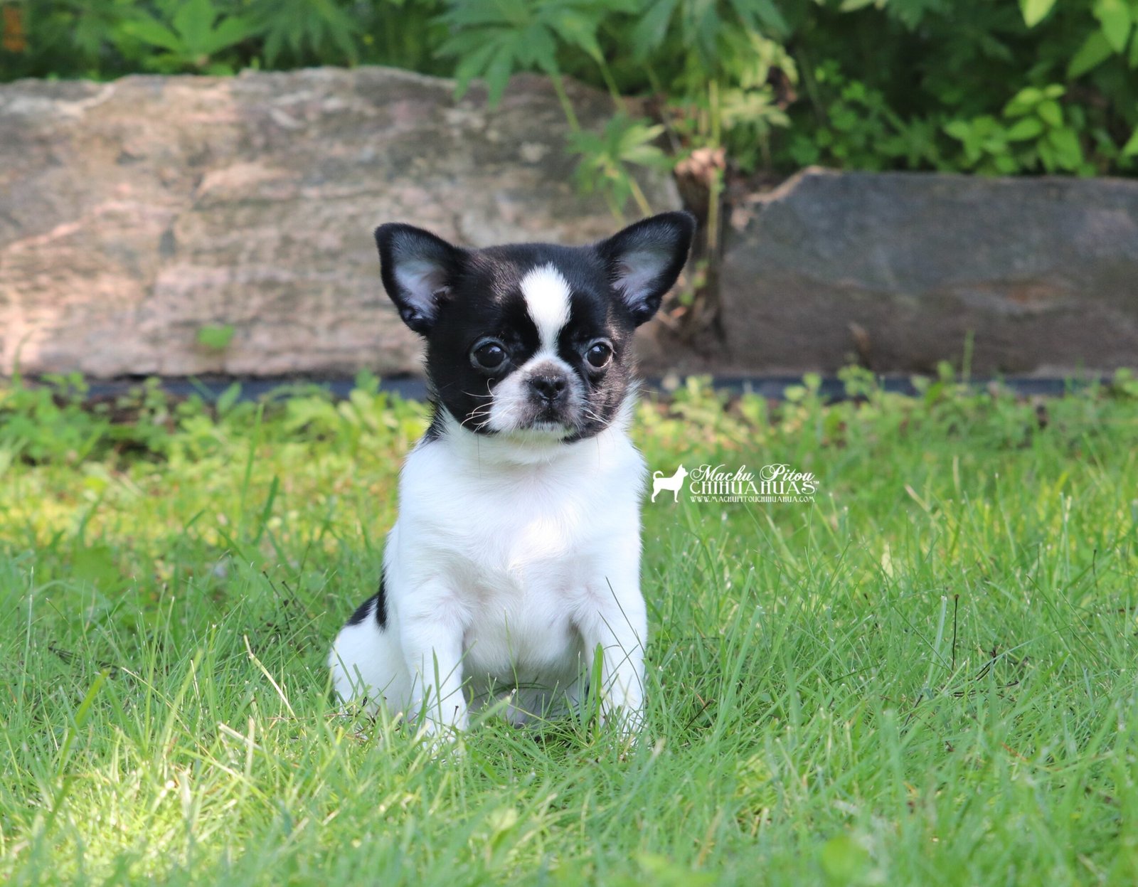 Chihuahua