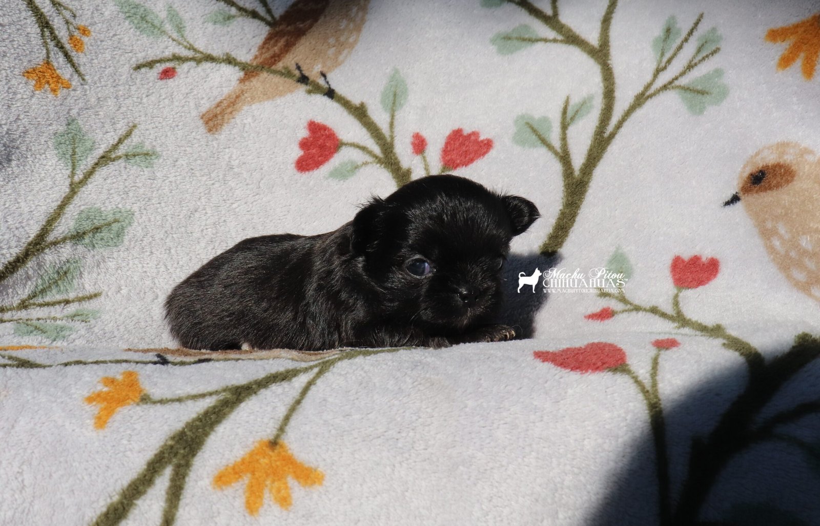 Chihuahua