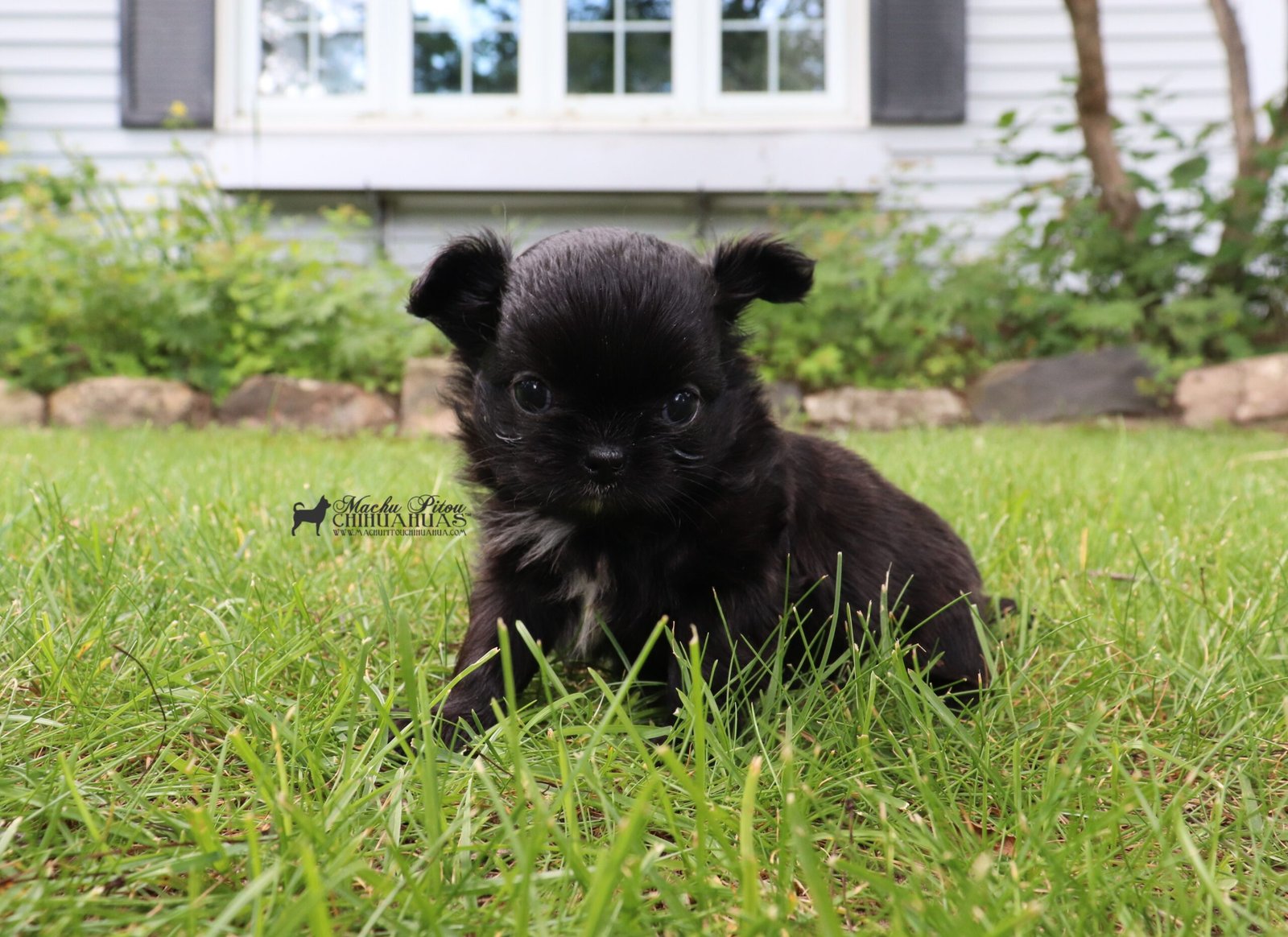 Chihuahua