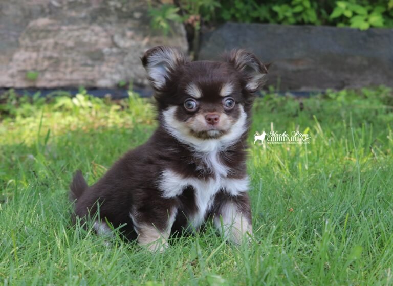 Chihuahua