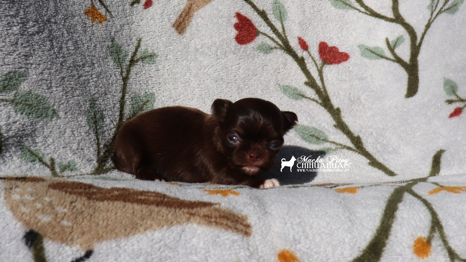 Chihuahua