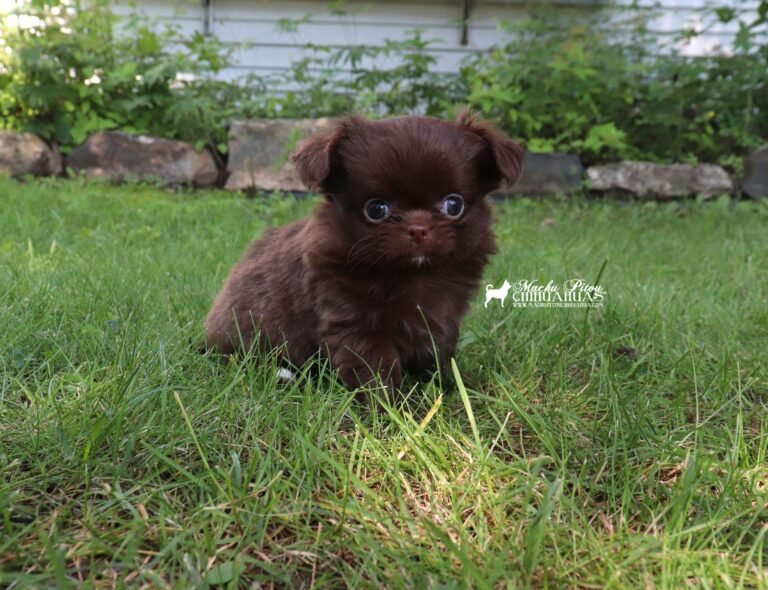 Chihuahua