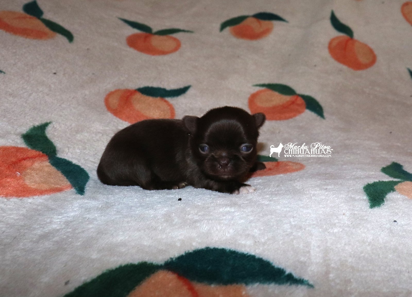 Chihuahua