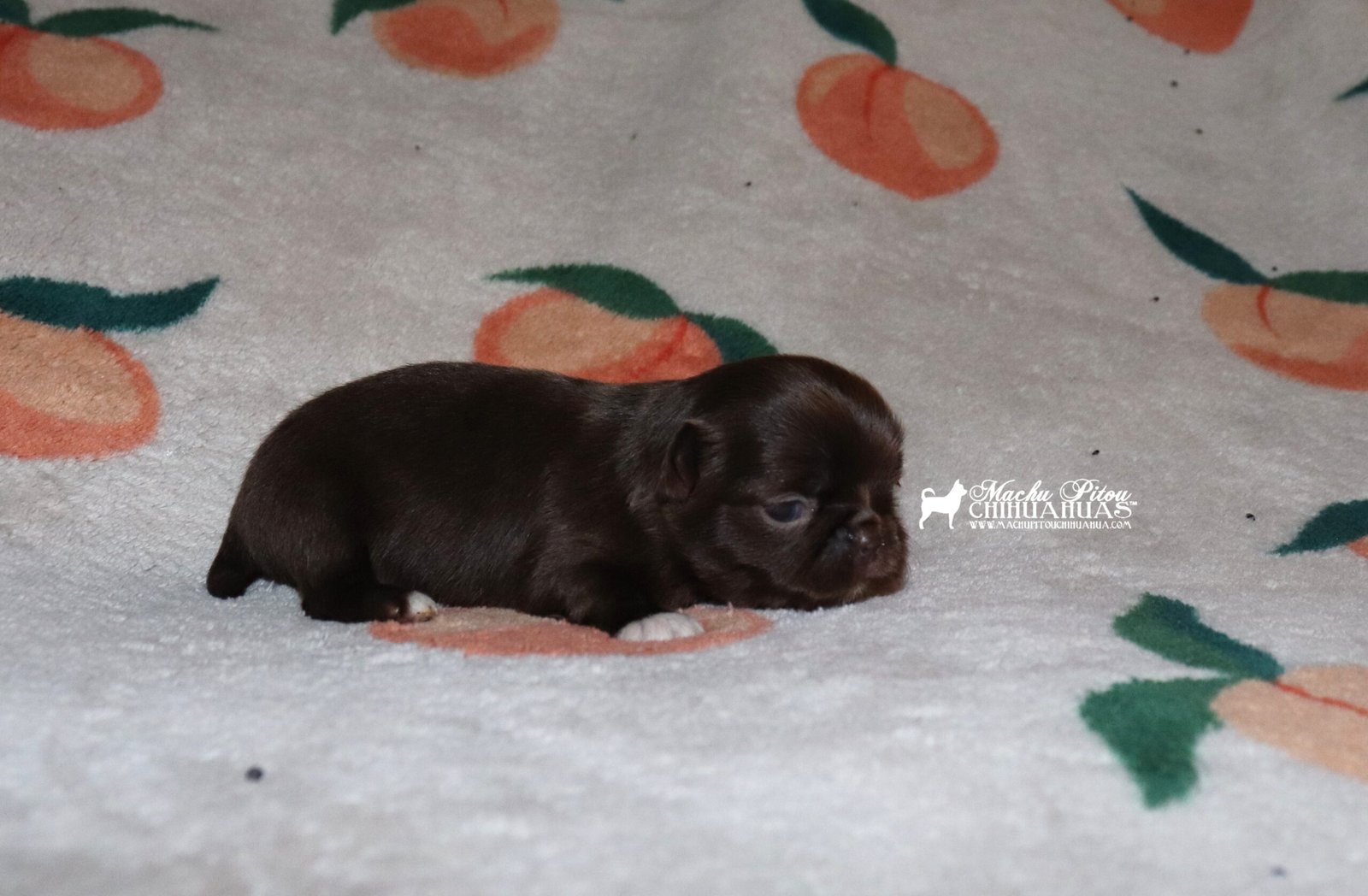 Chihuahua