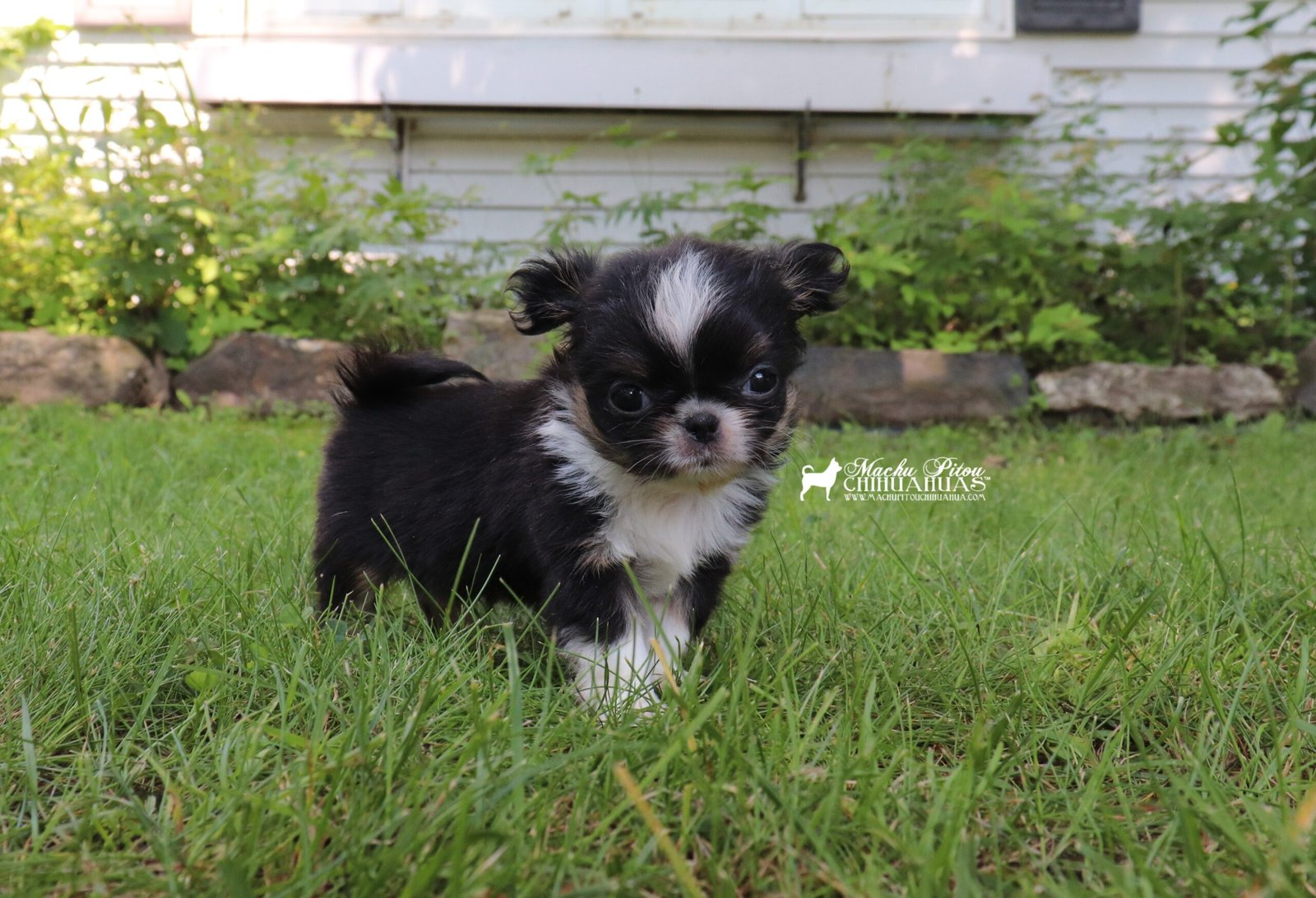 Chihuahua