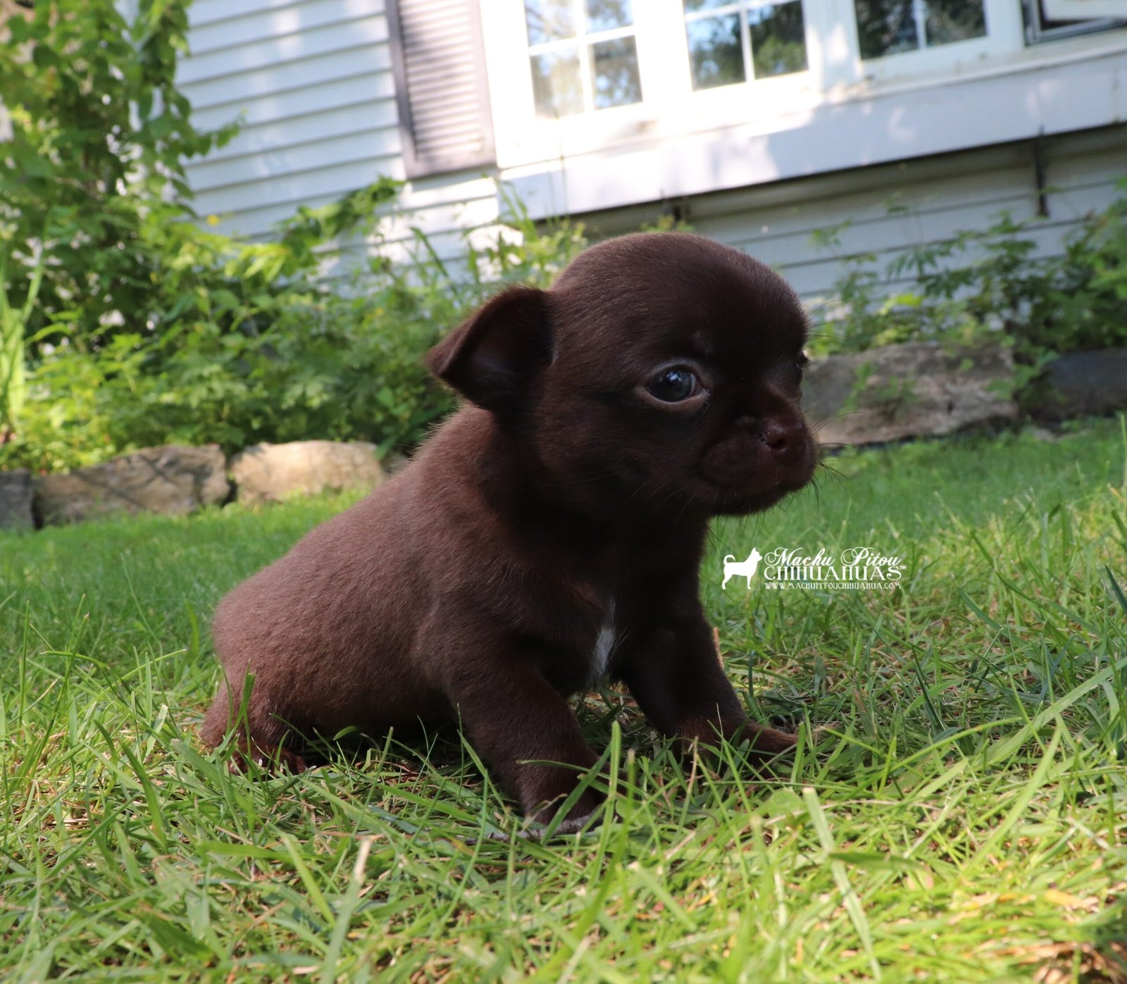 Chihuahua