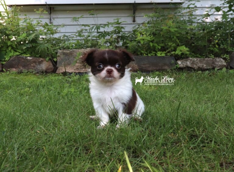 Chihuahua