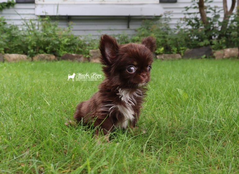 Chihuahua