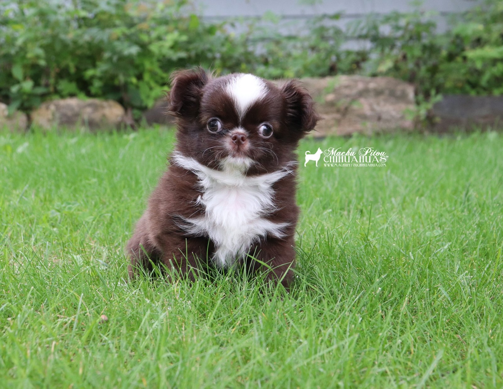 Chihuahua