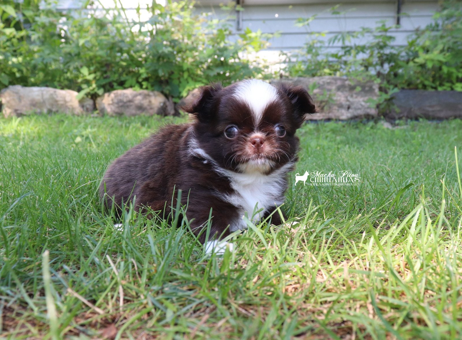 Chihuahua