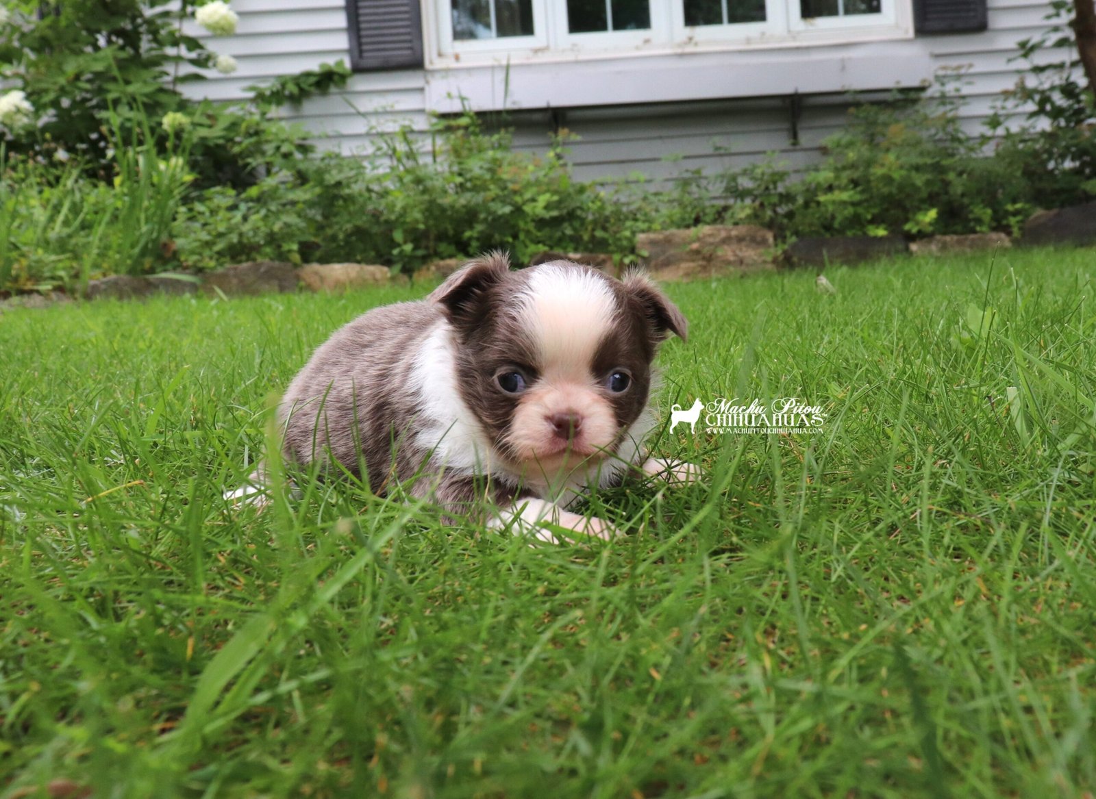 Chihuahua
