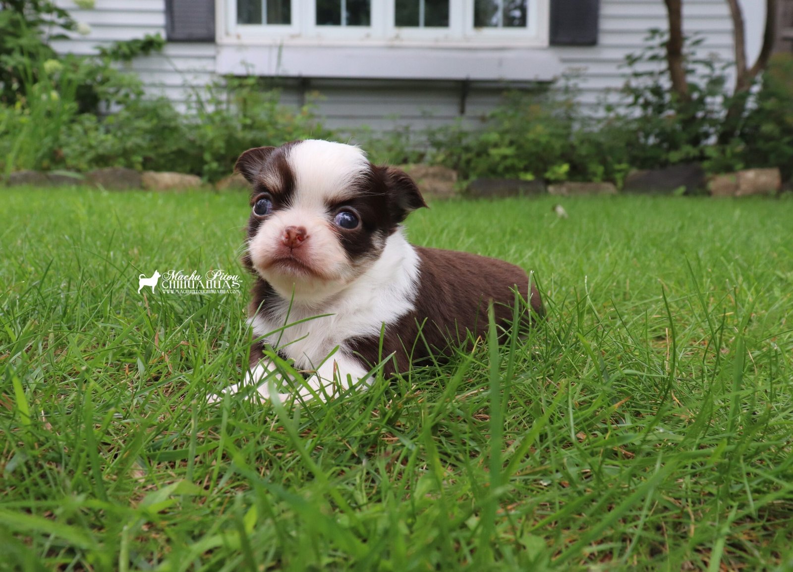 Chihuahua