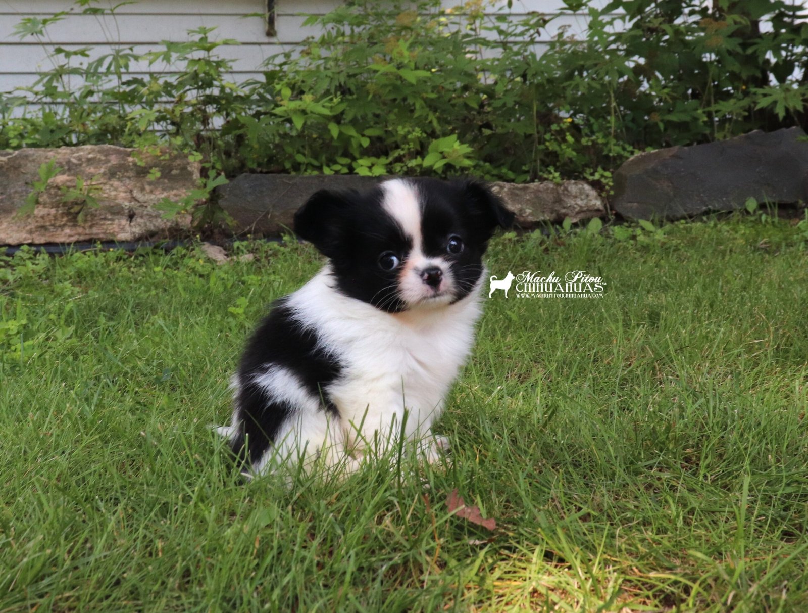 Chihuahua