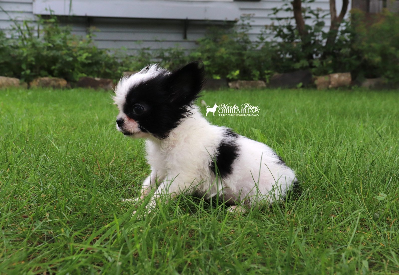 Chihuahua
