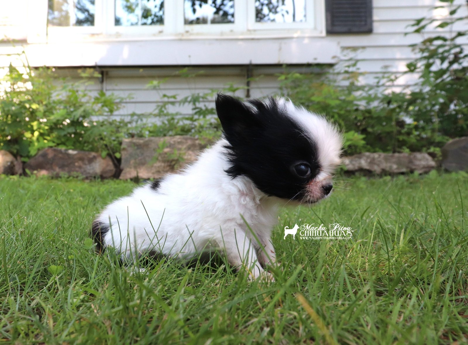 Chihuahua