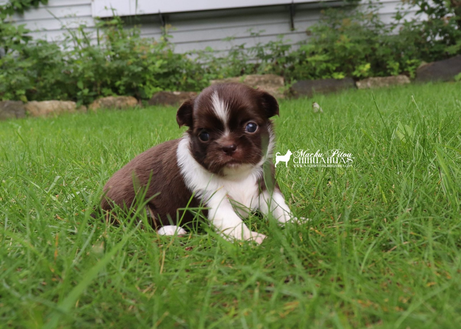 Chihuahua