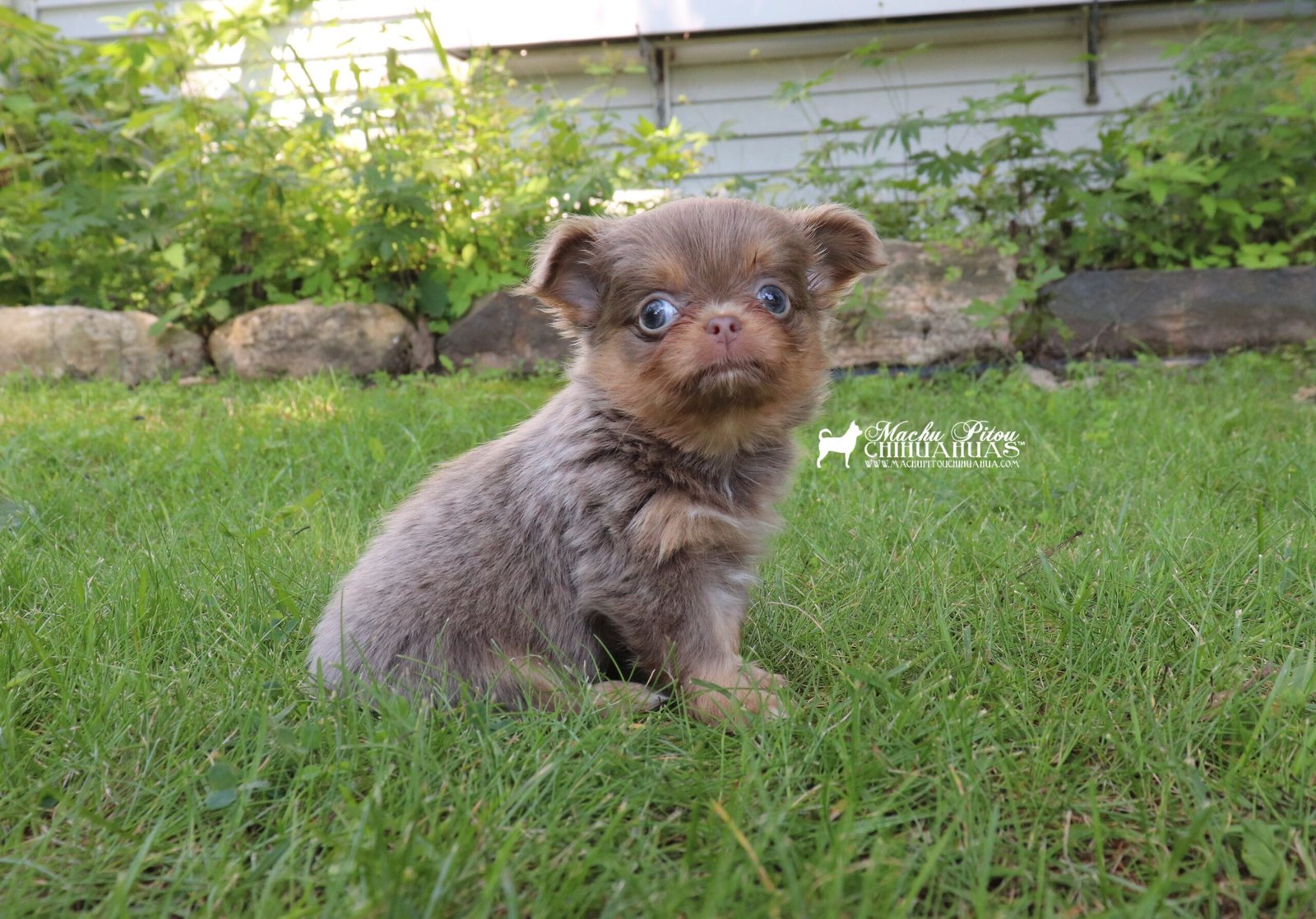 Chihuahua