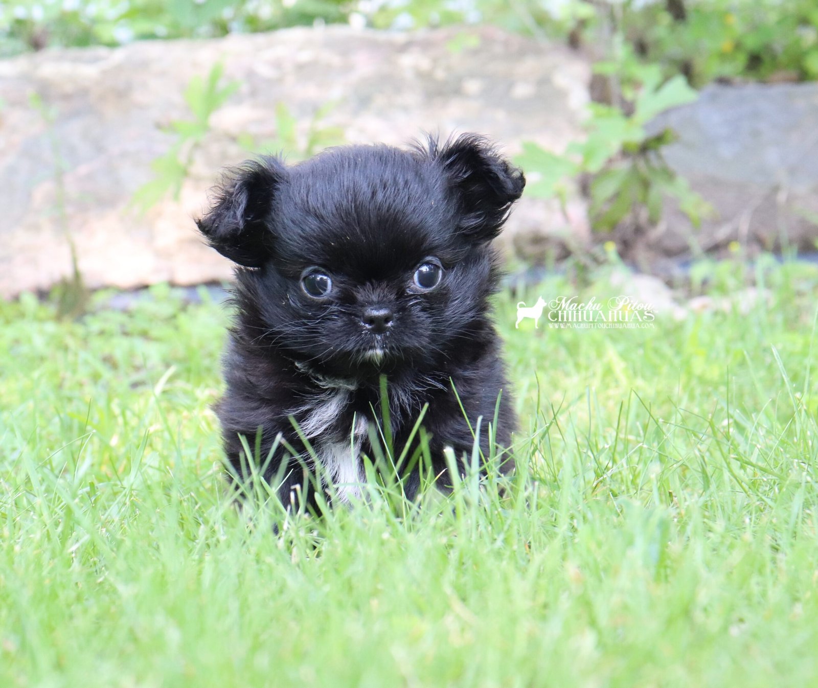 Chihuahua