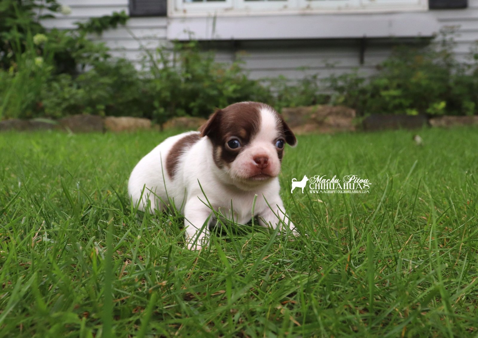 Chihuahua