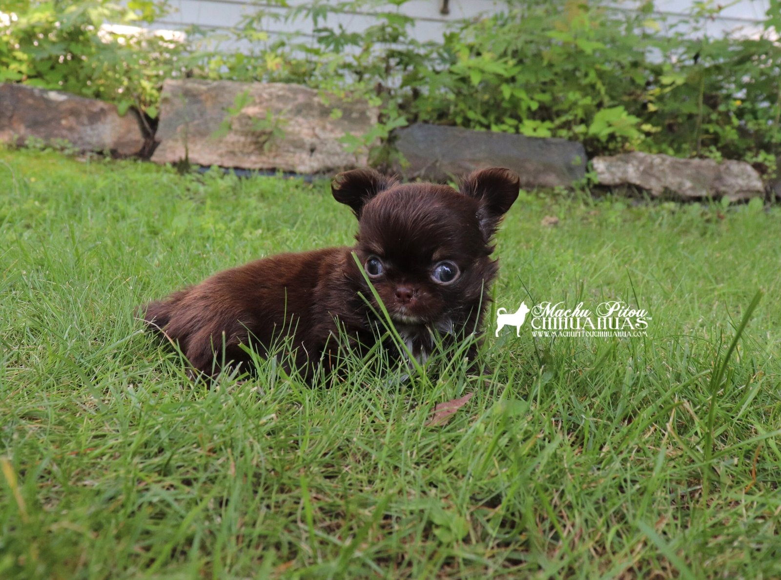 Chihuahua