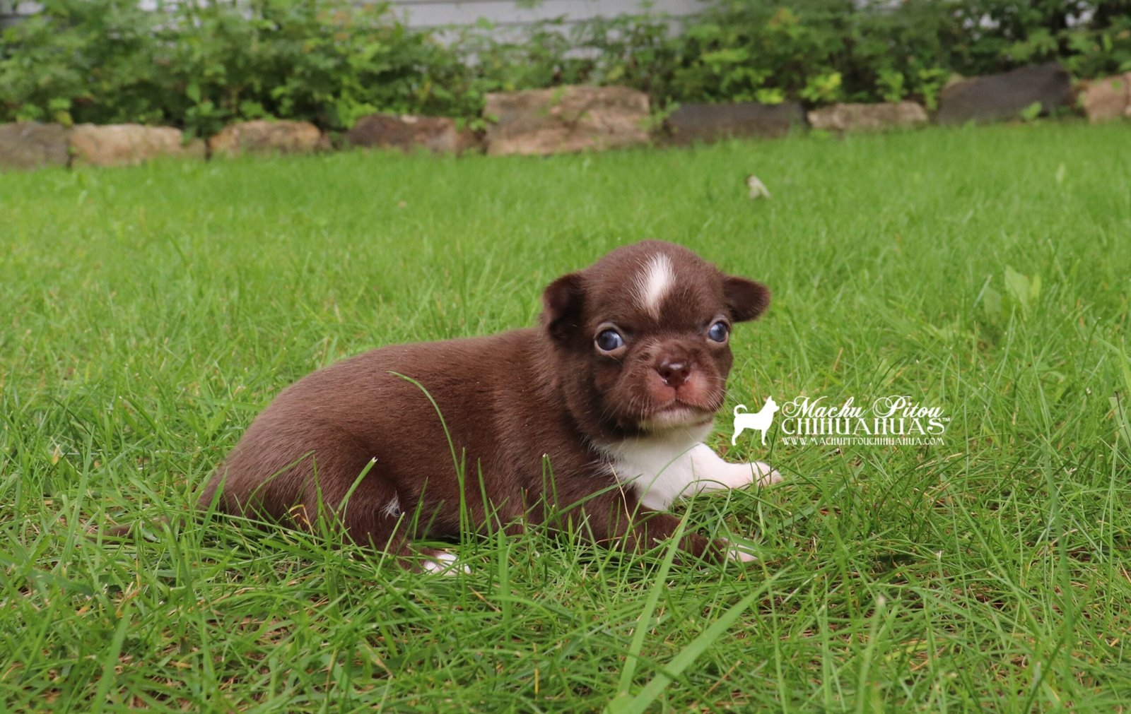 chihuahua