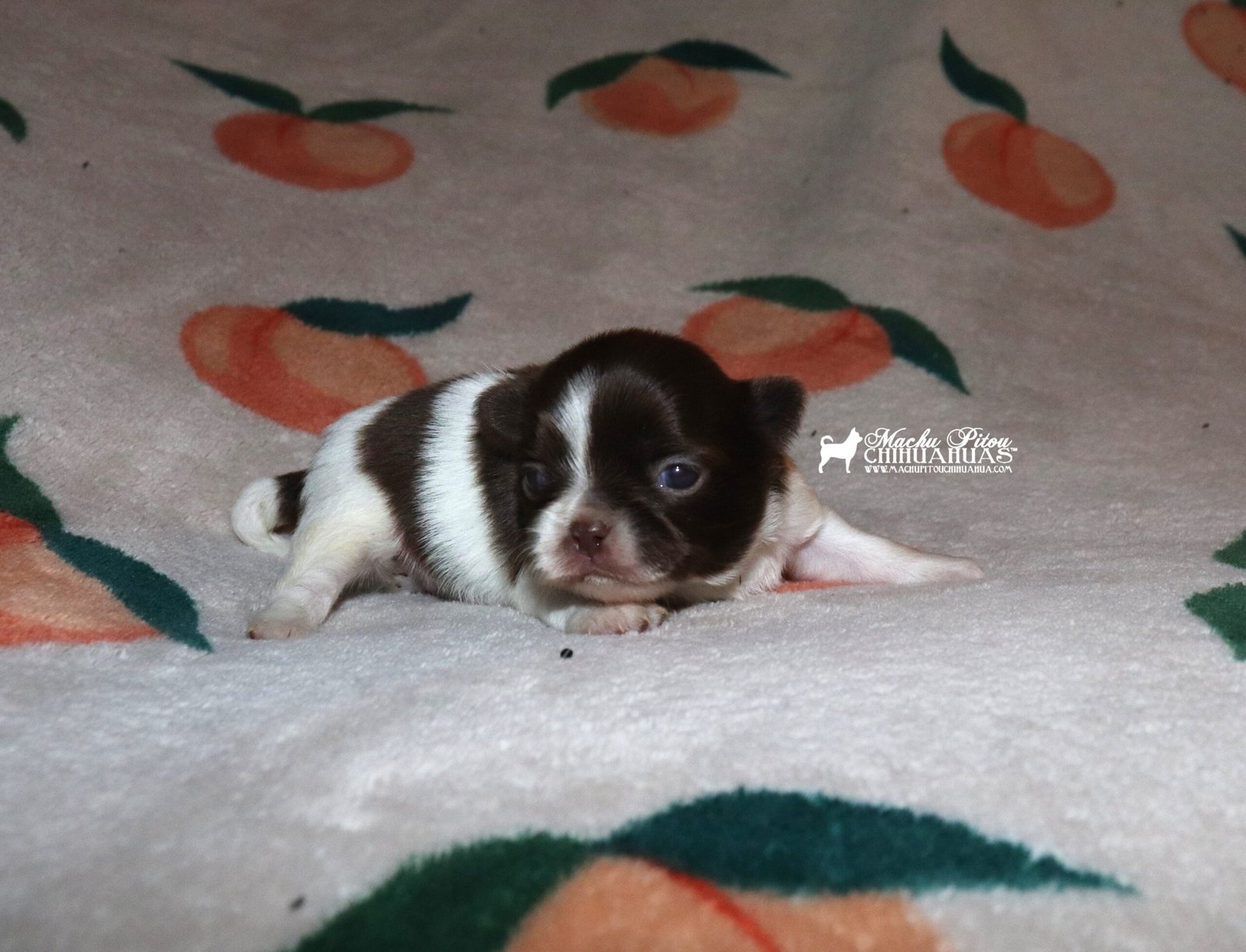 Chihuahua