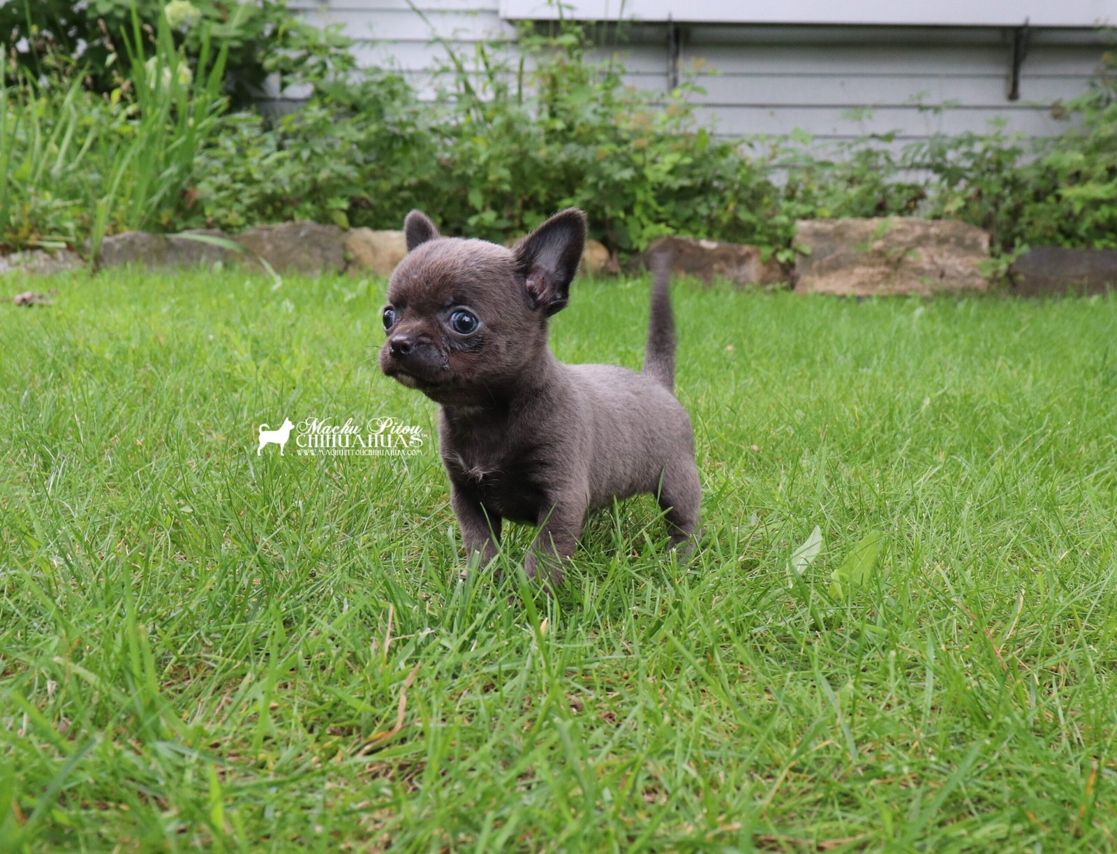 Chihuahua