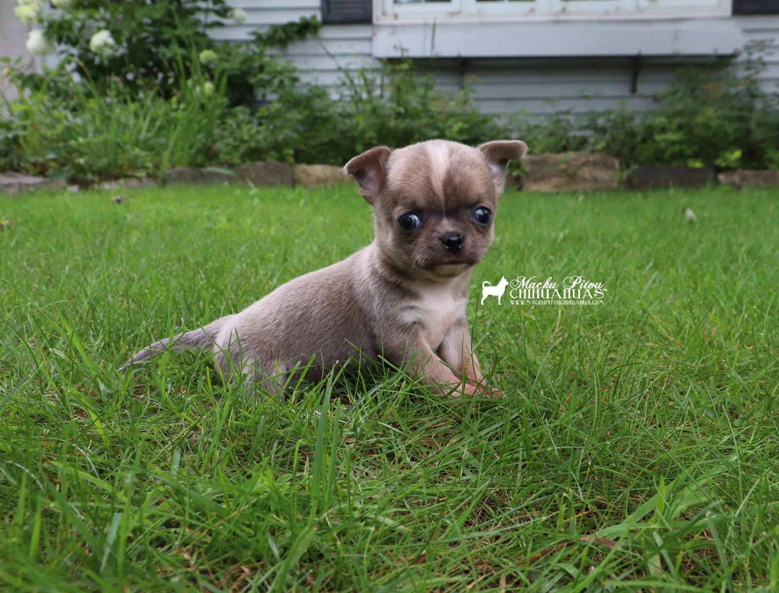 Chihuahua