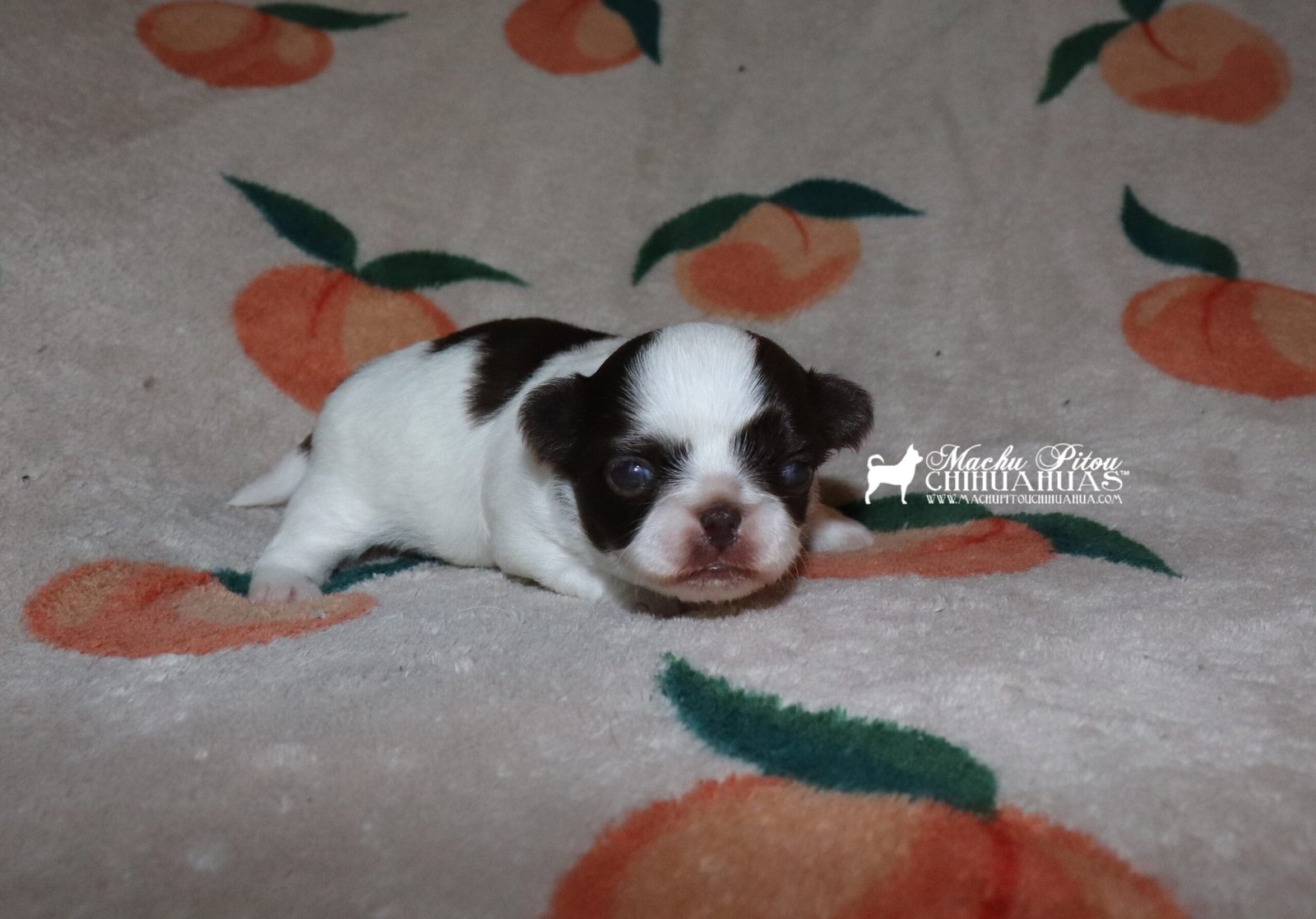 Chihuahua