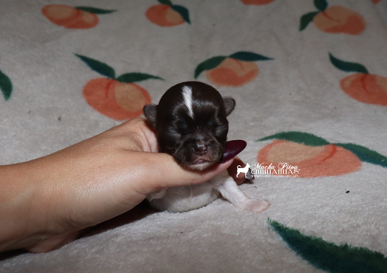 Chihuahua