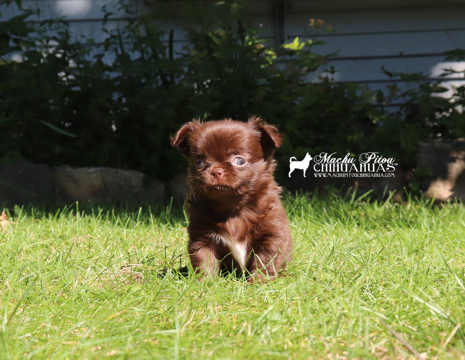 Chihuahua