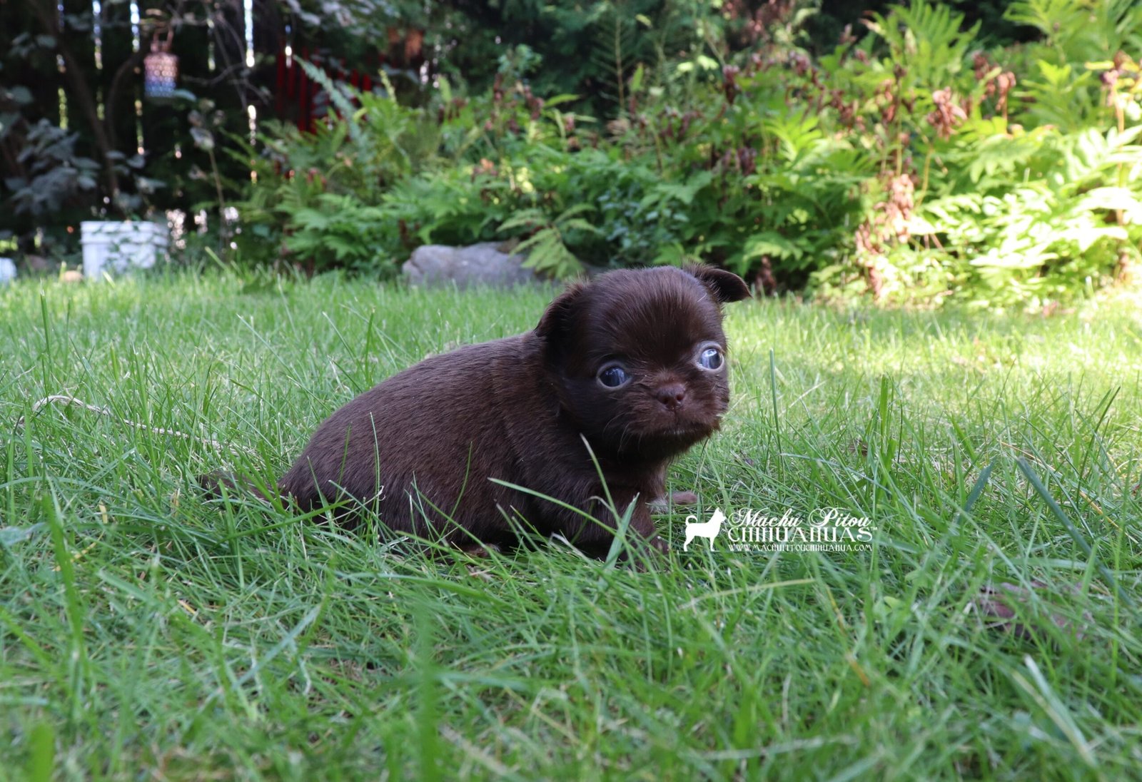 Chihuahua