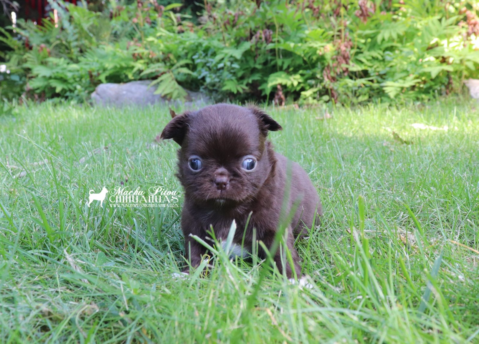 Chihuahua