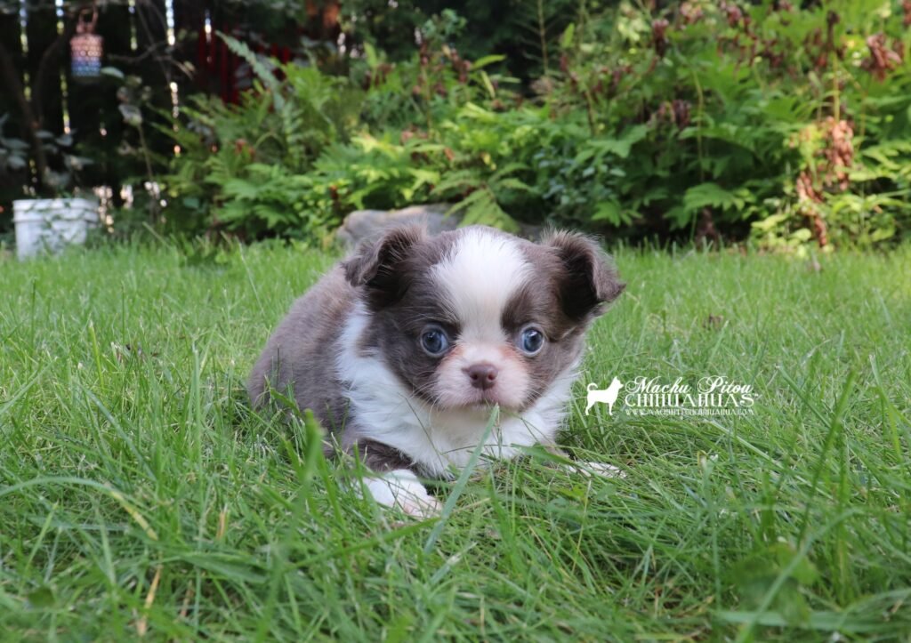 Chihuahua