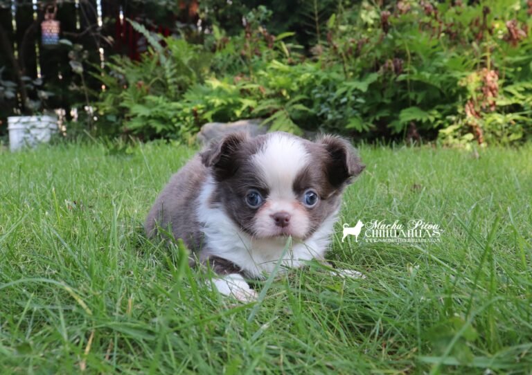 Chihuahua
