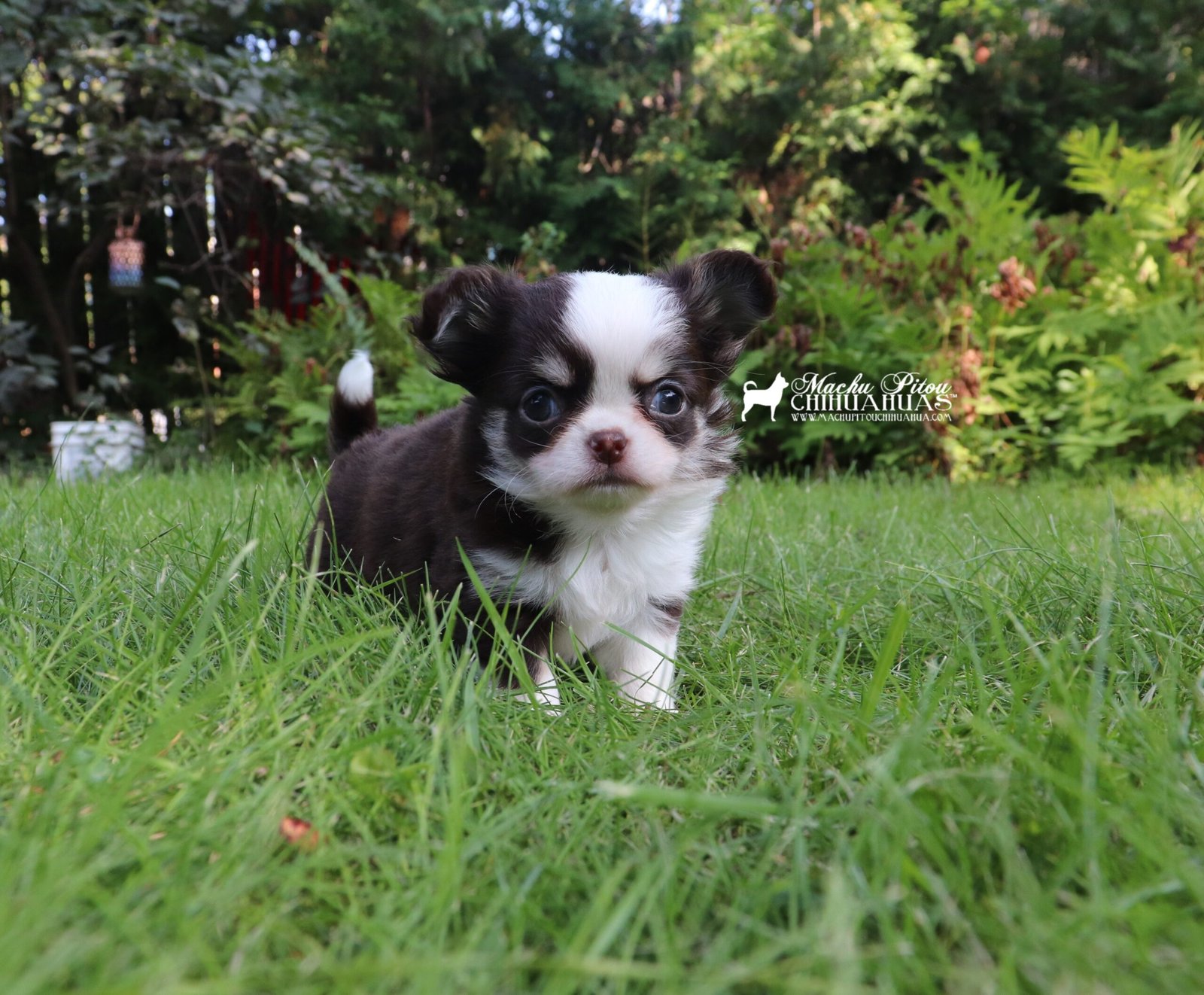 Chihuahua