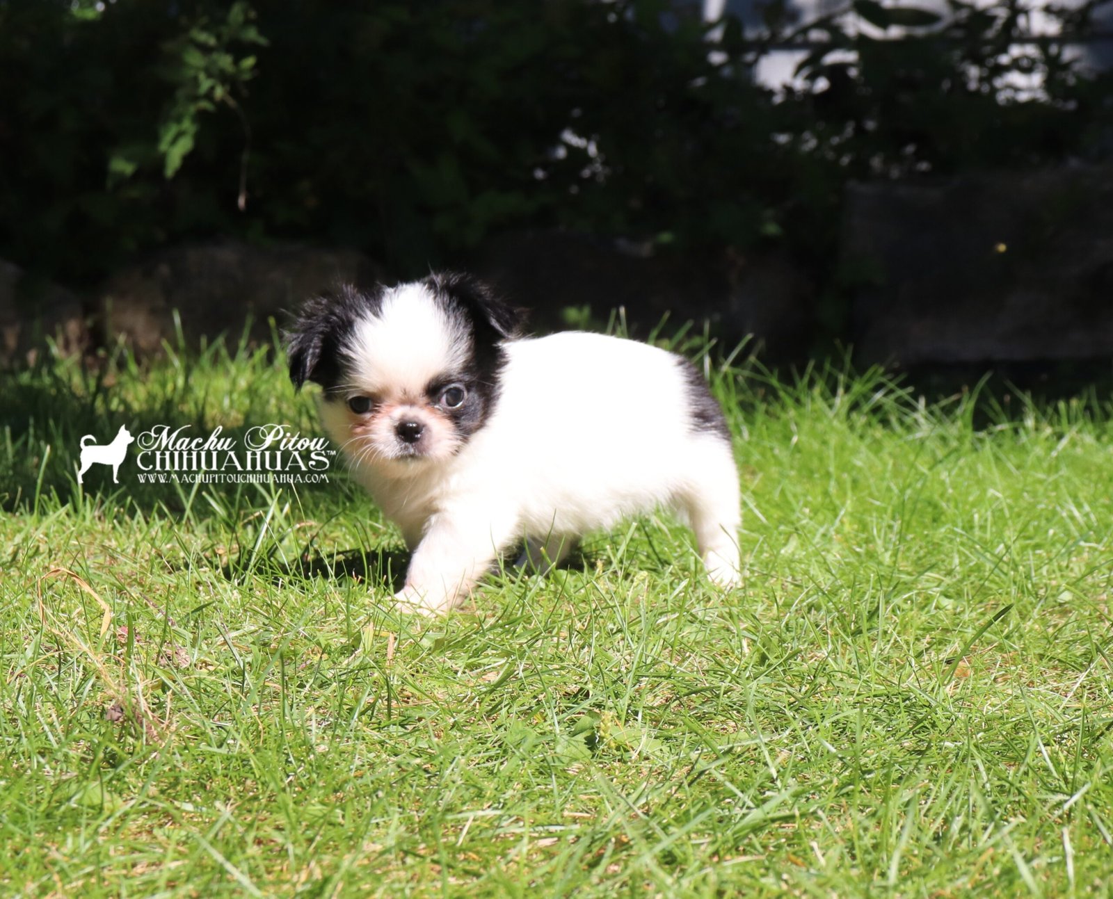 Chihuahua