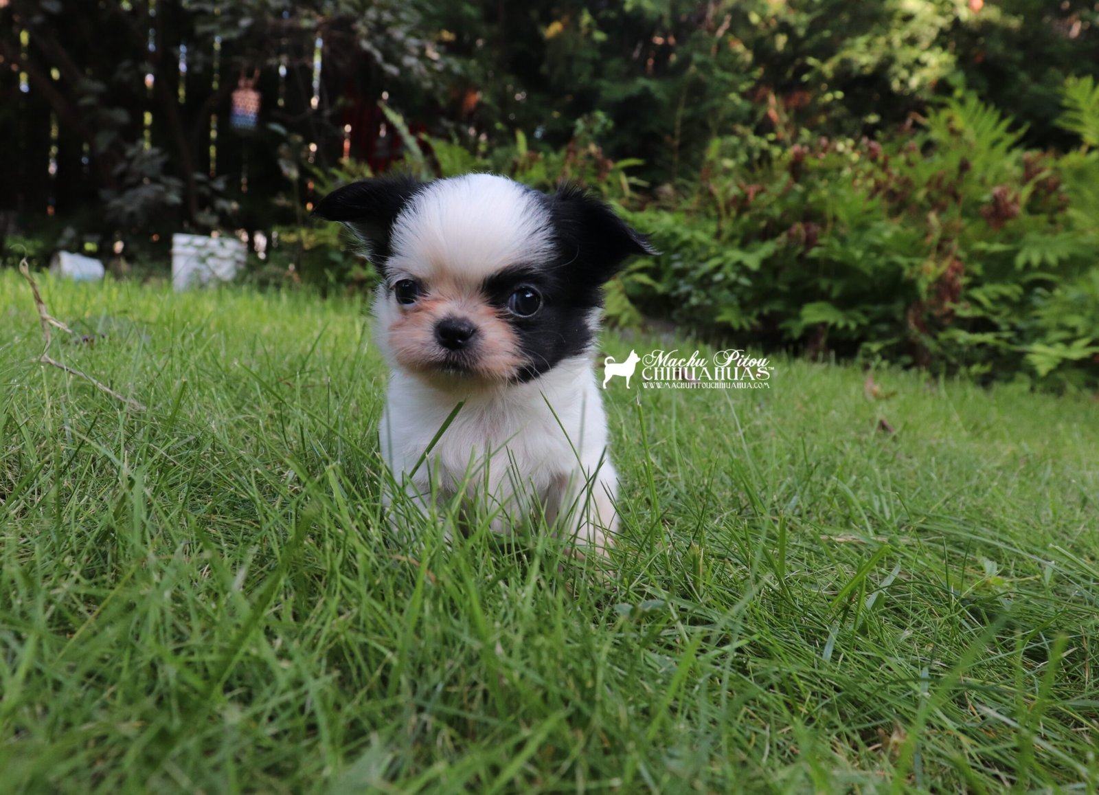 Chihuahua
