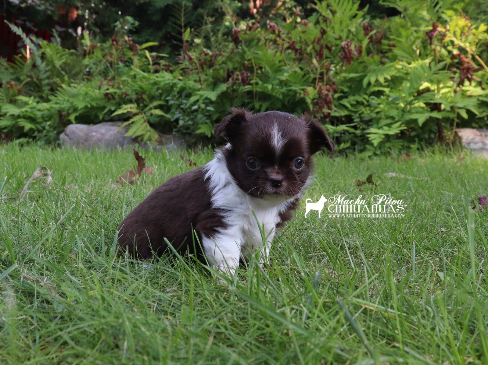Chihuahua