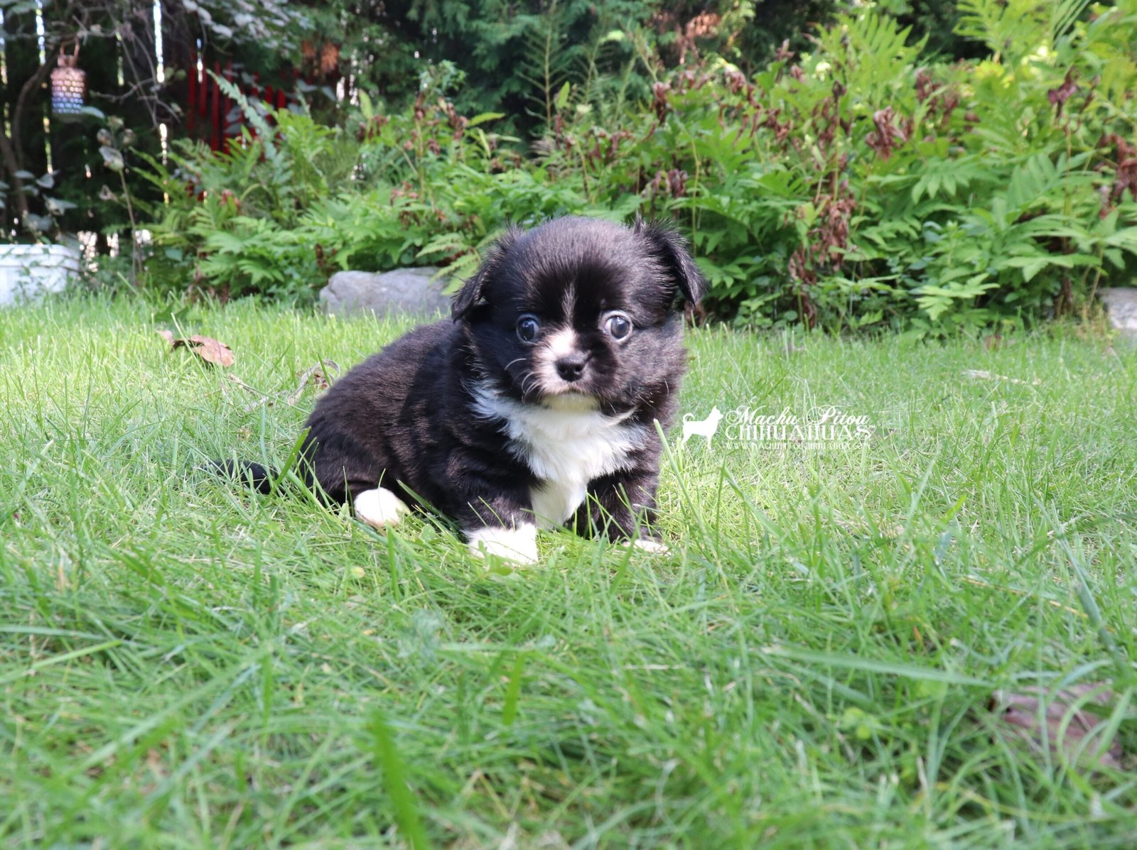 Chihuahua