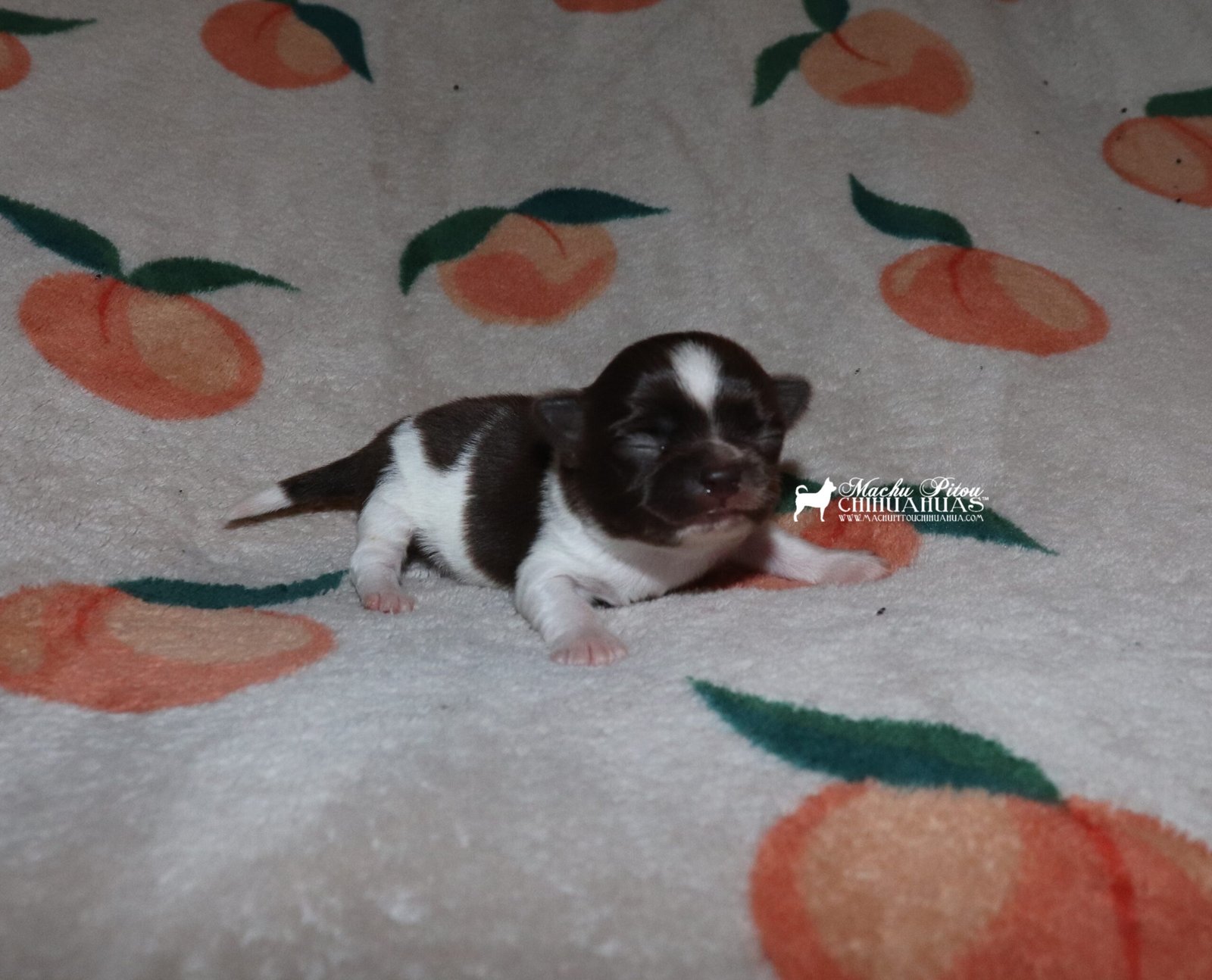 Chihuahua
